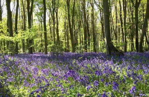 Linden Suite - Foto 46