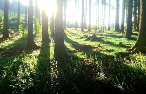 Ferienwohnung Peitz - Photo 27