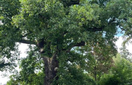 Eichenglück - Foto 13