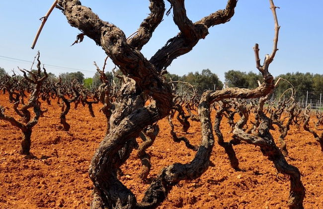 Gianfranco Fino Viticoltore - Foto 31