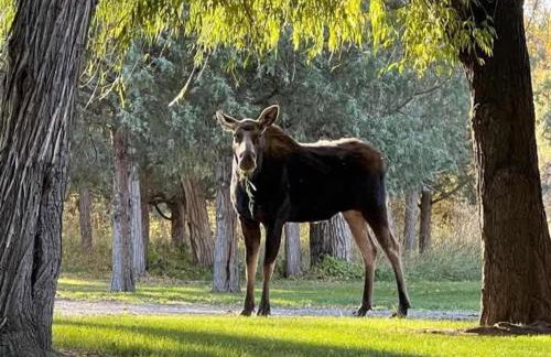 Private Island Fire Pit & Arcade - Foto 17