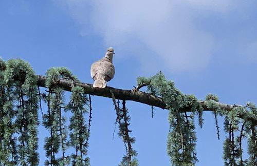 La Grenouillère - Foto 18