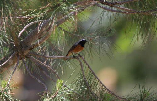 Le Ponton des Sympetrums - Foto 29