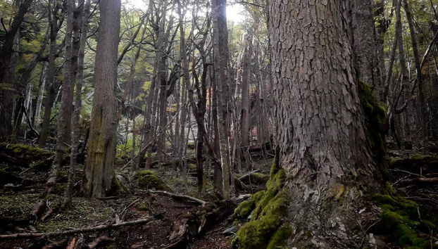 La forêt dense de la vallée