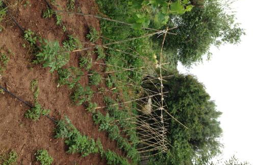 George Paradise - Foto 12