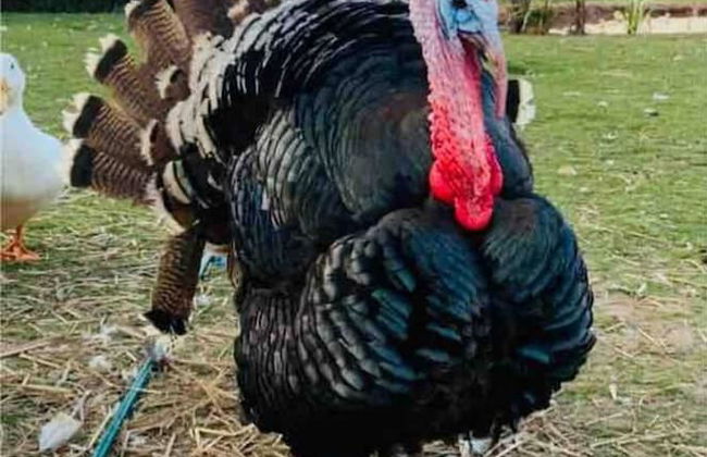 Cute and Cosy Shepard hut With Wood Fuel hot tub - Foto 13