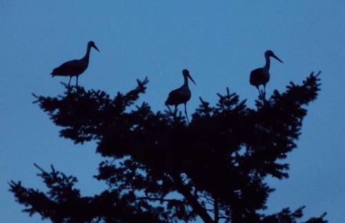 Ferienwohnung Mohnblume - Photo 36