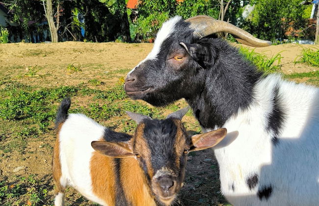 Room-guest Room in Croatia - Foto 11