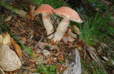 Domek Konrad - balia ogrodowa dodatkowo płatna - Foto 55