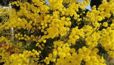 Lou Pitchoun - Foto 3