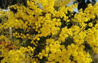 Lou Pitchoun - Foto 3