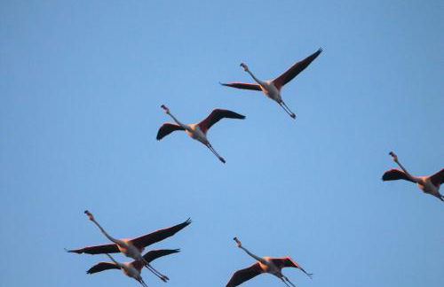 Flamingo's way Cagliari - Foto 31