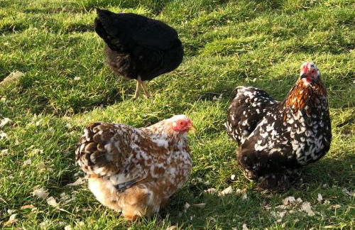 Llys Onnen - North Wales Holiday Cottage - Foto 34