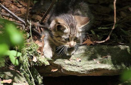Apartment Landhaus Wildfeuer by Interhome - Foto 22