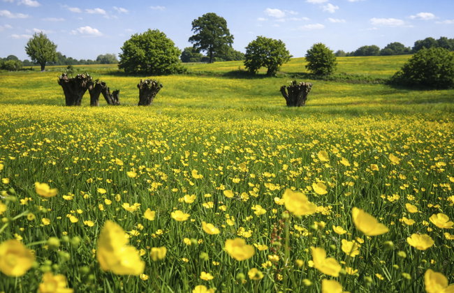 Vrijstaande 10 persoons - Foto 22