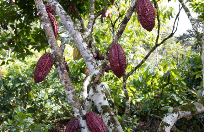 Day Trip to a Cocoa Farm - Photo 7