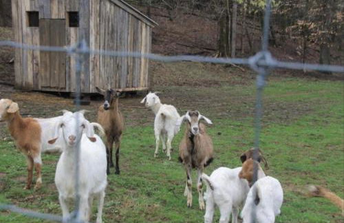 River Lane Cottage - Foto 22