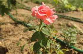 Quinta dos Padrinhos - Suites in the Heart of the Douro - Foto 59