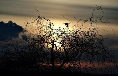 Holzhäusl am Nationalpark - Foto 22