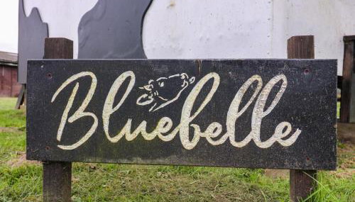 Bluebelle Cow Shed 5 - Foto 3