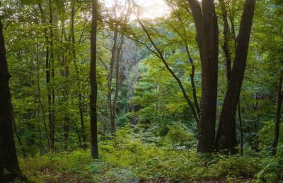 Cheerful Two Bdrm Cabin with Hot Tub & Pet Friendly - Foto 46