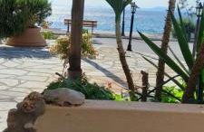 Γοργονα - Foto 13