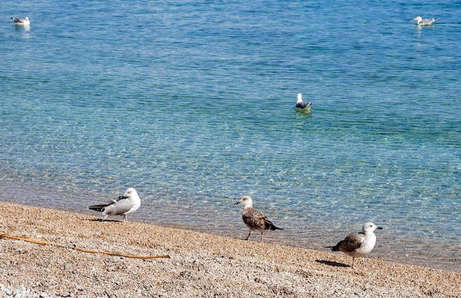 Villa Lidija - Foto 51