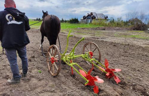 Vigor Horses - Foto 52