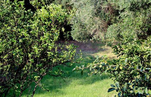 CHOÉ house - Foto 34