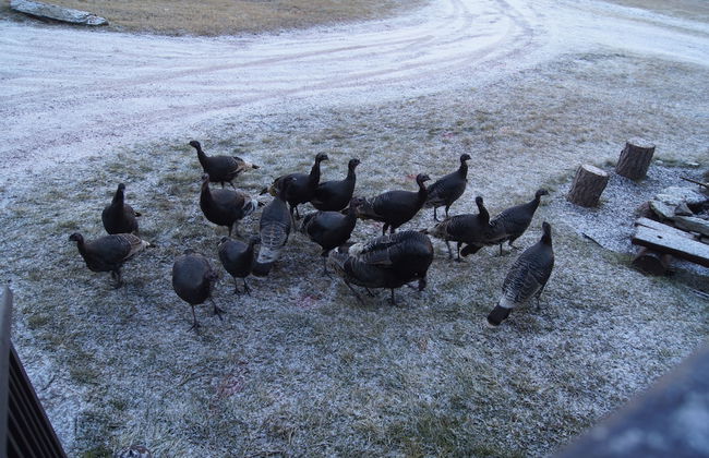 Elk Haven Vacation Cabins - Foto 38