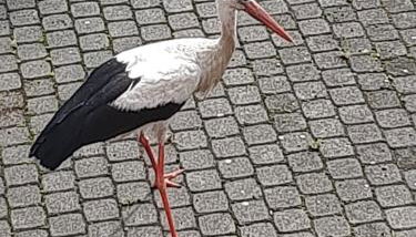 Apartament nad wodą - Foto 2