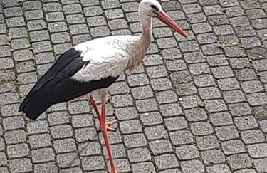 Apartament nad wodą - Foto 2