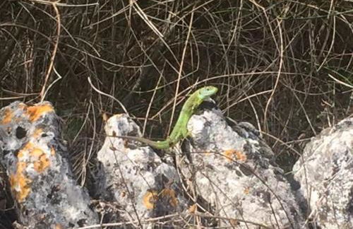 Entre garrigue et potager bio - Foto 52