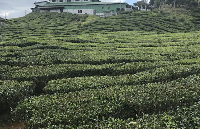 Misty Forest II - 9 Pax Next To Night Market - Foto 48