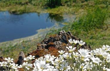 DOM w JESIONACH Brajniki - działka 1 HEKTAR - Photo 43