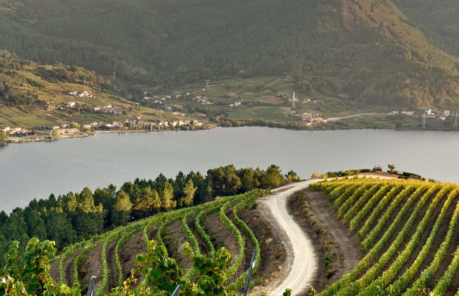 Visita a la bodega Viña Costeira - Foto 1