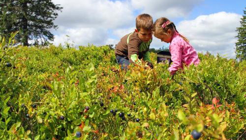 Ferienhaus Willkommen - Foto 5, Garden