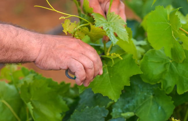 Naxos Cottage - Foto 55