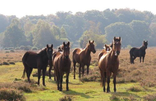 Perfect holiday Home from Home , three bedroom house for 5 guests - Foto 29