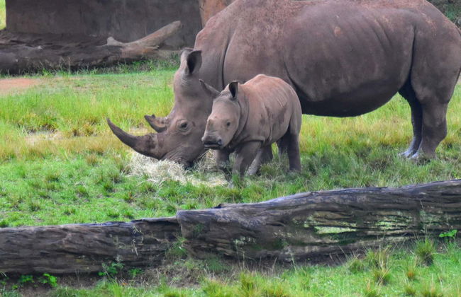 Excursión al Australia Zoo - Foto 1