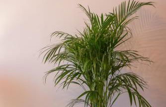 Vonitsa Luxury Apartments - Foto 3