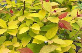 Happywild - Foto 40