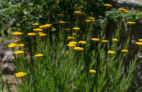 Apartments Srdanovic - Photo 51