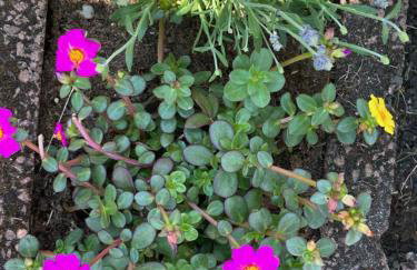 Nibelungen 4 Zimmer Apartment - Foto 43