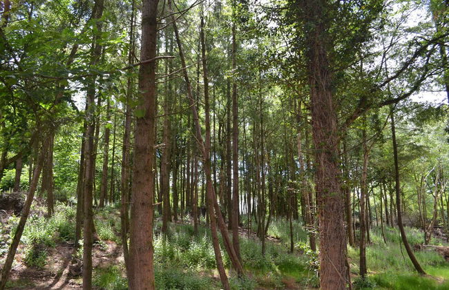 Virginia Park Lodge - Foto 44