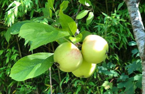Luxurious royal estate in historic Sintra paradise - Foto 36