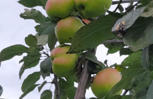 Sagardikoetxea II - Foto 13