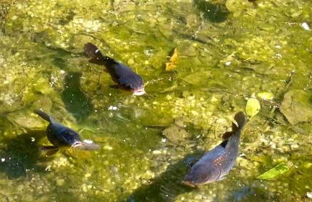 Reserva Atibaia / Casa de Montanha - Photo 4