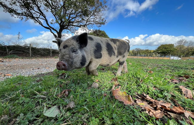 Birch Cottage - Foto 38