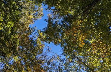 Swaying Pines Cabin w/EV Charger - Foto 35